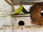 Love Birds with Cage