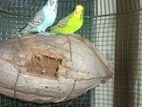 Love Birds with Cage