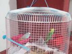 Love Birds with Cage