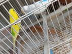 Love Birds with Cage