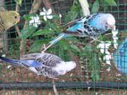 Love Bird