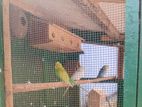 Love Birds