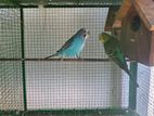 Love Birds with Cage