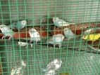 Love Birds