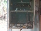 Love Birds with Cage