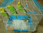 Love Birds