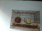 Lovebird with Cage