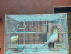 Cage with Lovebirds