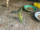 Lovebird