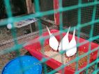 Albino Love Birds