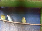 Love Birds