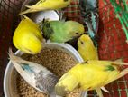 Love Birds