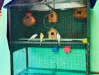 Lovebirds அதன் கூடு விற்பனை