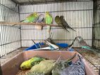 Lovebirds ( Budgie )