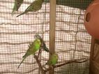 Love Birds