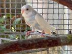 Love Birds