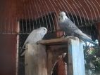 Love Birds