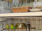 Love Birds