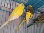 Love Birds