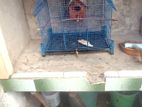 Love Birds with Cage