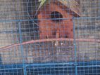 Lovebirds with Cage