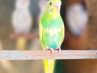 Love Birds
