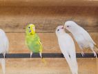 Lovebirds