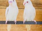 Lovebirds