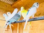 Love Birds