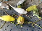 Lovebirds