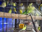 Love Birds
