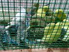 Love Birds