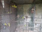 Lovebirds for Selling
