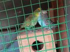 Love Birds