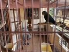 Lovebirds with Cage