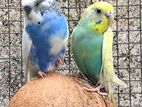Lovebirds with cage