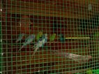Lovebirds with Cage