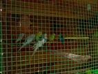 Lovebirds with Cage