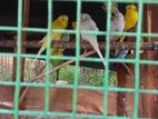 Love Birds