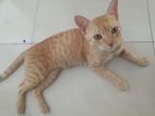 Lovely Orange Tabby for a Kind Home. Name : Shiny
