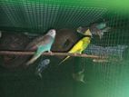 Love Birds