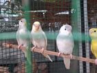 Love Birds