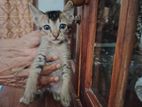 Kitten for kind Home