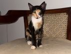 Female Kitten Looking for Kind Home