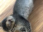 Loving home for little kittens