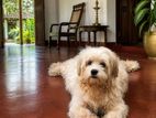 Shih Tzu Dog for Kind Home