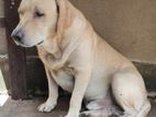 Dog for Kind Home