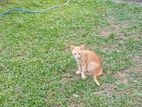 Cat for Kind Home