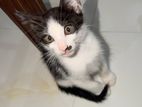 Kitten for Kind Home