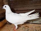 Pigeons